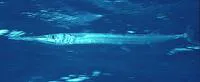 Red Sea houndfish (Tylosurus choram)