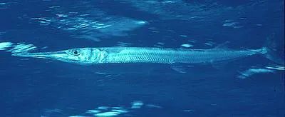 Red Sea houndfish (Tylosurus choram)