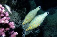Red Sea longnose filefish (Oxymonacanthus halli)