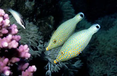 Red Sea longnose filefish (Oxymonacanthus halli)