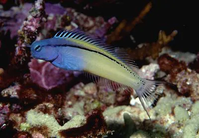 Red Sea mimic blenny (Ecsenius gravieri)