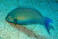 Red Sea parrotfish (Scarus collana)