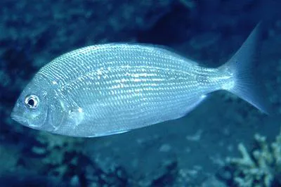 Red Sea seabream (Diplodus noct)