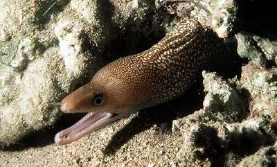 Red Sea whitespotted moray (Gymnothorax punctatus)