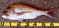 Red seabream (Pagrus major)
