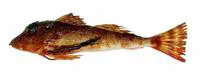 Red searobin (Prionotus nudigula)