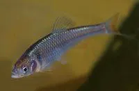 Red shiner (Cyprinella lutrensis)