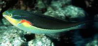 Red shoulder wrasse (Stethojulis bandanensis)