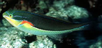 Red shoulder wrasse (Stethojulis bandanensis)
