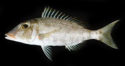 Red snout emperor (Lethrinus reticulatus)