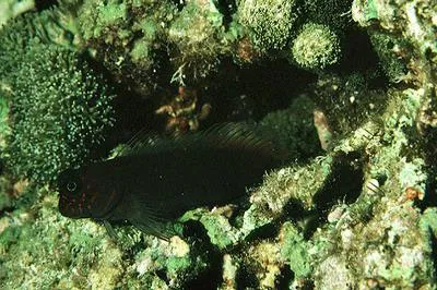 Red-speckled blenny (Cirripectes variolosus)