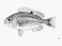 Red-spot dwarf monocle bream (Parascolopsis rufomaculatus)