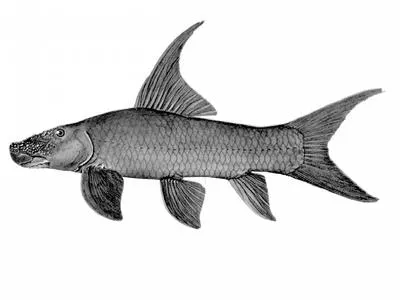 Red-spot mudsucker (Labeo lukulae)