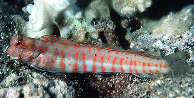 Red-spotted blenny (Blenniella chrysospilos)