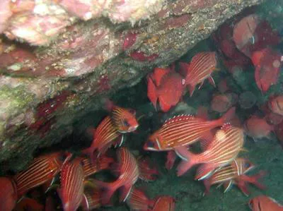 Red squirrelfish (Sargocentron hastatum)