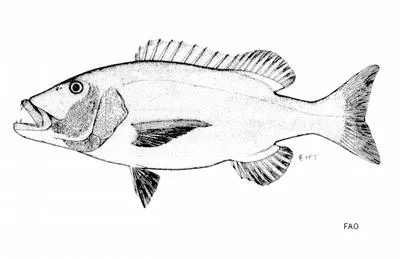 Red steenbras (Petrus rupestris)