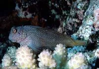 Red-streaked blenny (Cirripectes stigmaticus)