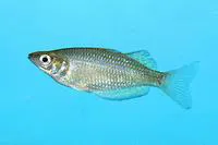 Red-striped rainbowfish (Melanotaenia splendida rubrostriata)