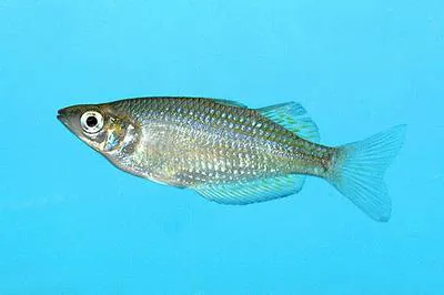 Red-striped rainbowfish (Melanotaenia splendida rubrostriata)