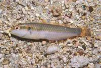 Red-striped wrasse (Halichoeres salmofasciatus)