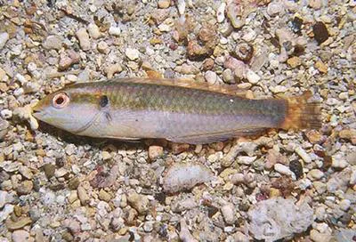 Red-striped wrasse (Halichoeres salmofasciatus)