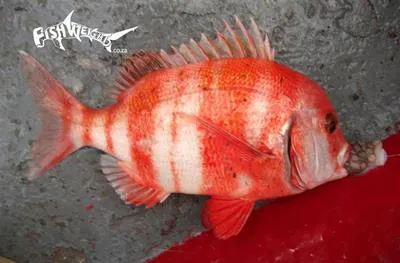 Red stumpnose seabream (Chrysoblephus gibbiceps)