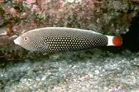 Red tail wrasse (Anampses chrysocephalus)