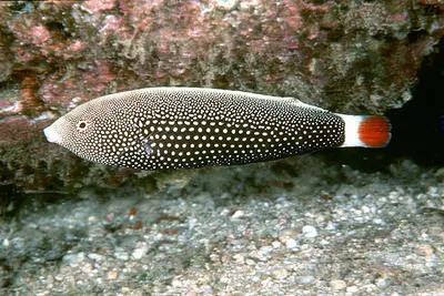 Red tail wrasse (Anampses chrysocephalus)