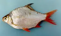 Red tailed tinfoil (Barbonymus altus)
