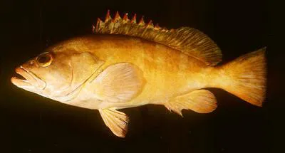Red-tipped grouper (Epinephelus retouti)
