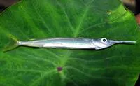 Red-tipped halfbeak (Hyporhamphus xanthopterus)