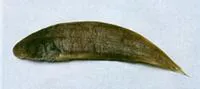 Red tonguesole (Cynoglossus joyneri)