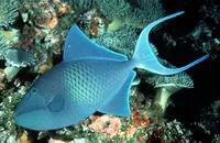 Red-toothed triggerfish (Odonus niger)