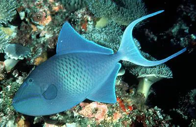 Red-toothed triggerfish (Odonus niger)