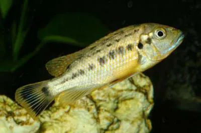 Red top williamsi (Pseudotropheus williamsi)