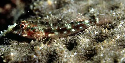 Red triplefin (Helcogramma steinitzi)