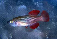Red Victoria nothobranch (Nothobranchius robustus)
