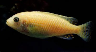Red zebra (Maylandia estherae)
