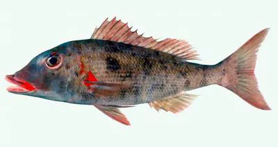 Redaxil emperor (Lethrinus conchyliatus)