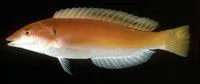 Redback longface wrasse (Hologymnosus rhodonotus)