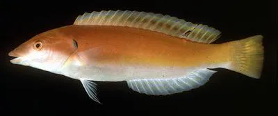 Redback longface wrasse (Hologymnosus rhodonotus)