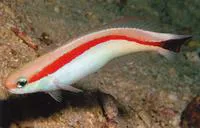 Redback sand tilefish (Hoplolatilus marcosi)