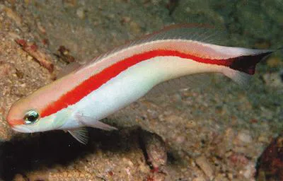 Redback sand tilefish (Hoplolatilus marcosi)