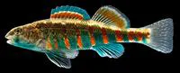 Redband darter (Etheostoma luteovinctum)