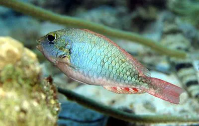 Redband parrotfish (Sparisoma aurofrenatum)