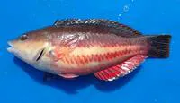 Redband wrasse (Pseudolabrus biserialis)