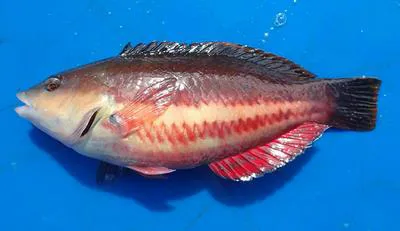 Redband wrasse (Pseudolabrus biserialis)