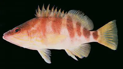 Redbanded perch (Hypoplectrodes huntii)