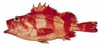 Redbanded rockfish (Sebastes babcocki)