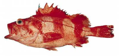 Redbanded rockfish (Sebastes babcocki)